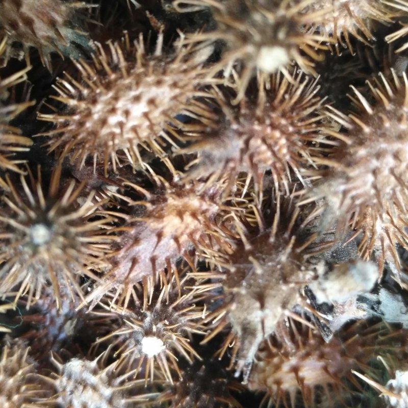 野生苍耳子耳实去刺苍耳带刺苍耳成熟新货促销