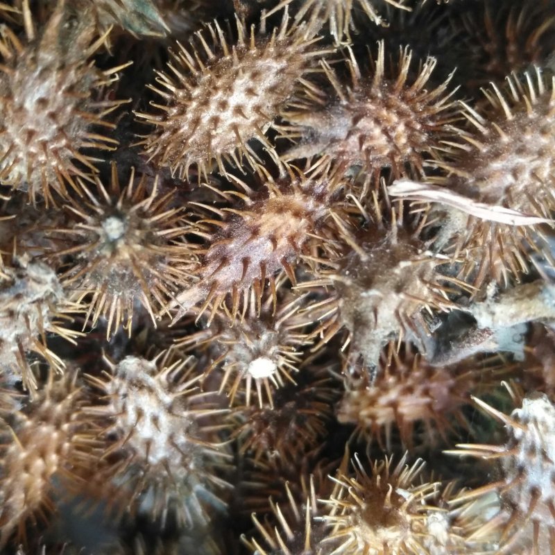 野生苍耳子耳实去刺苍耳带刺苍耳成熟新货促销