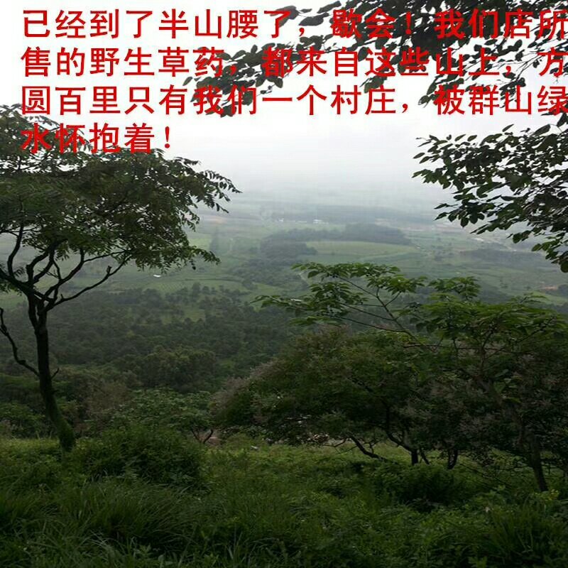 野生苍耳子耳实去刺苍耳带刺苍耳成熟新货促销