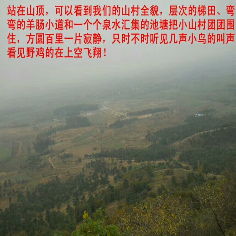 野生苍耳子耳实去刺苍耳带刺苍耳成熟新货促销