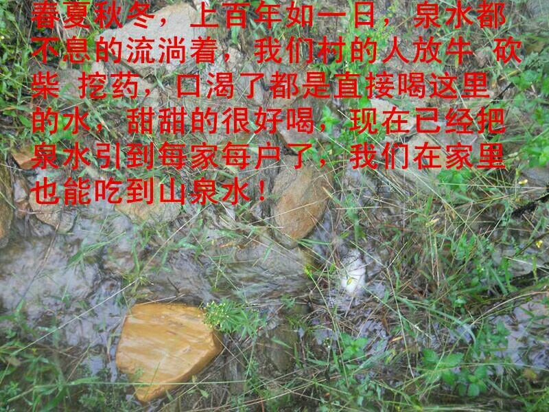 野生苍耳子耳实去刺苍耳带刺苍耳成熟新货促销