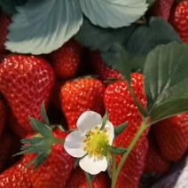 红颜草莓🍓开始上量草莓中的爱马仕主要是口感口感