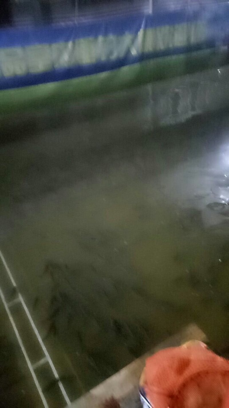 明天有2300斤钓场鲫鱼