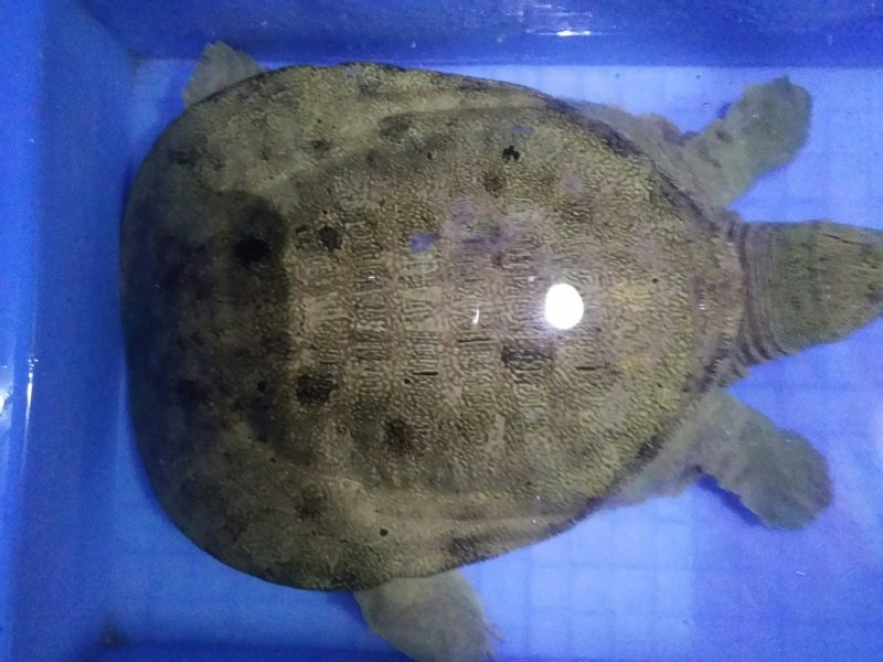 野生甲鱼