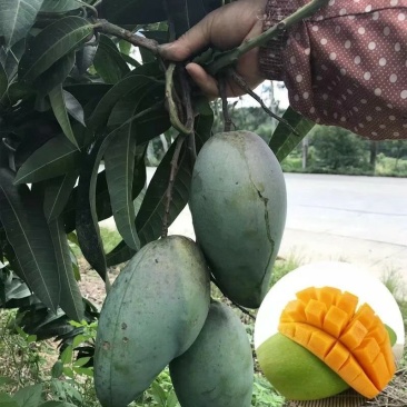 热卖芒果苗桂七芒果苗台农芒果苗