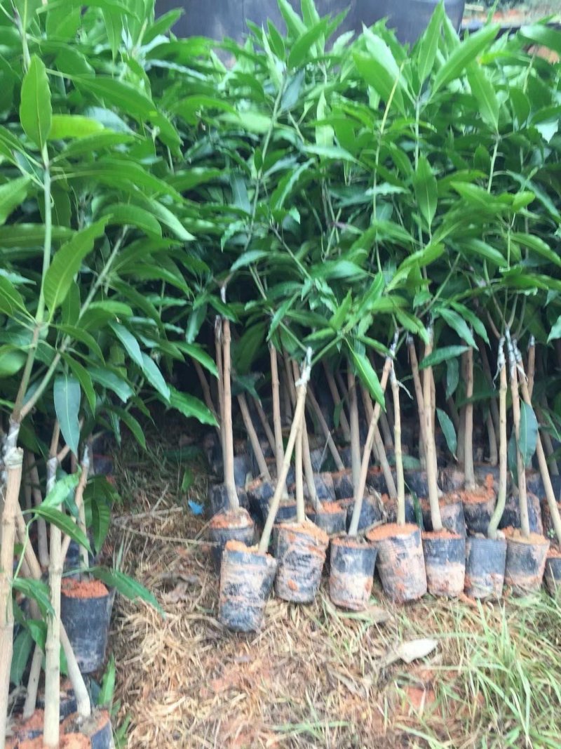热卖芒果苗桂七芒果苗台农芒果苗