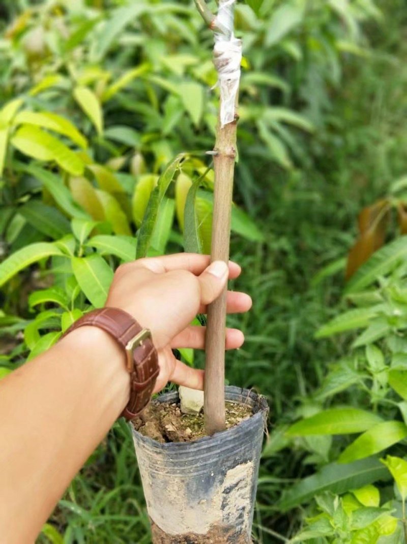 热卖芒果苗桂七芒果苗台农芒果苗