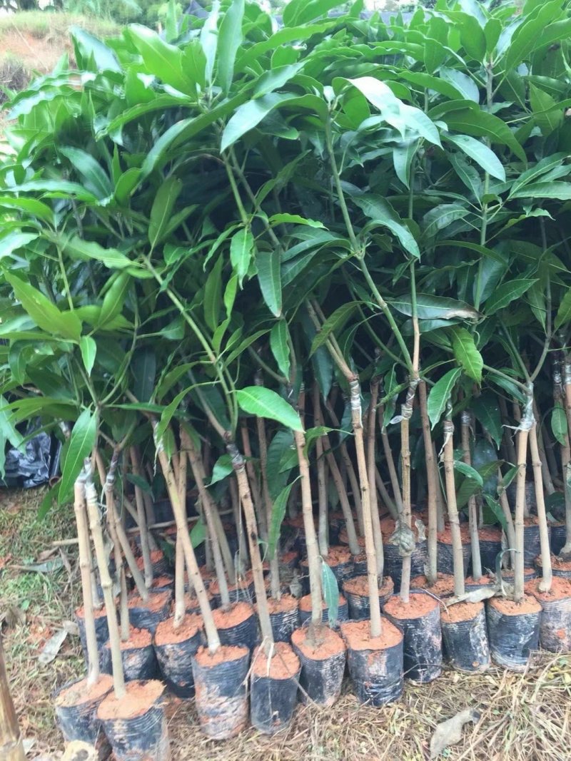 热卖芒果苗桂七芒果苗台农芒果苗