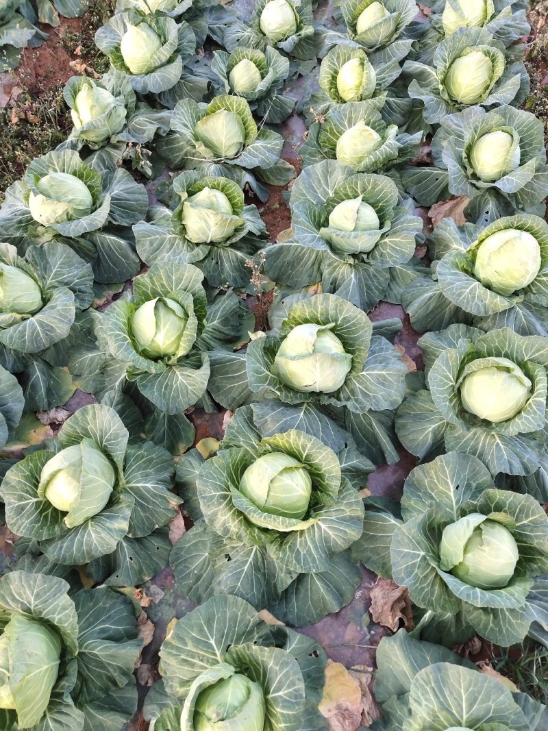 甘蓝