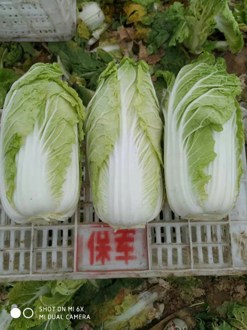精品，优质娃娃菜大量现货出售中！……