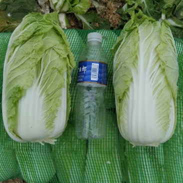精品，优质娃娃菜大量现货出售中！……
