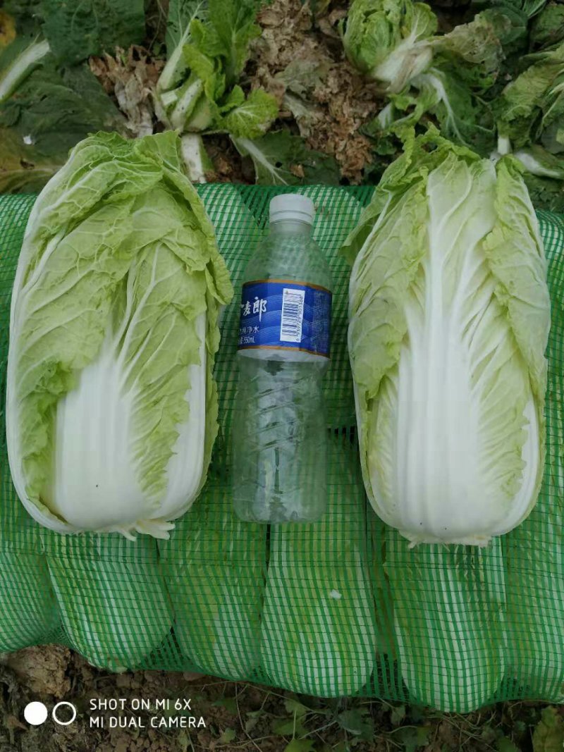 精品，优质娃娃菜大量现货出售中！……