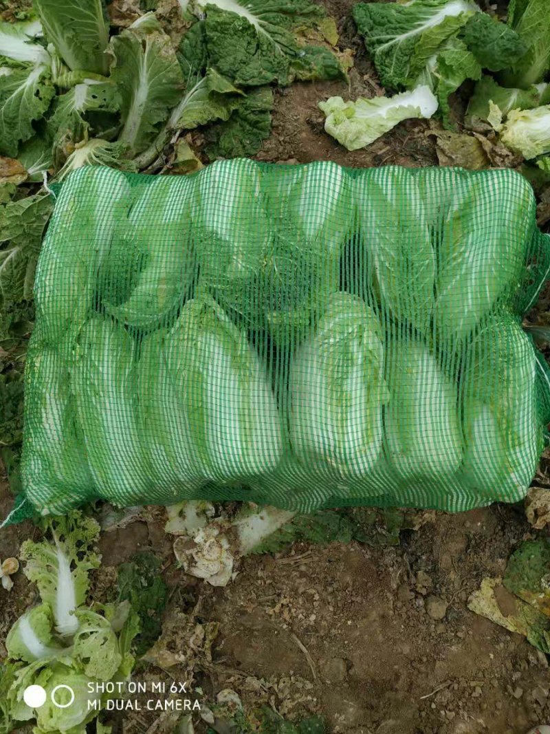 精品，优质娃娃菜大量现货出售中！……