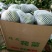 优质菜花.白花菜.实花.花椰菜.诚信代发全国各地