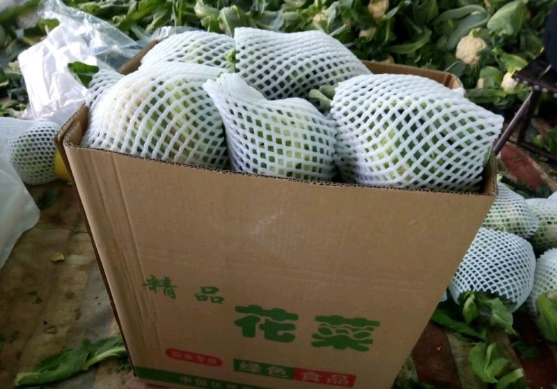 优质菜花.白花菜.实花.花椰菜.诚信代发全国各地