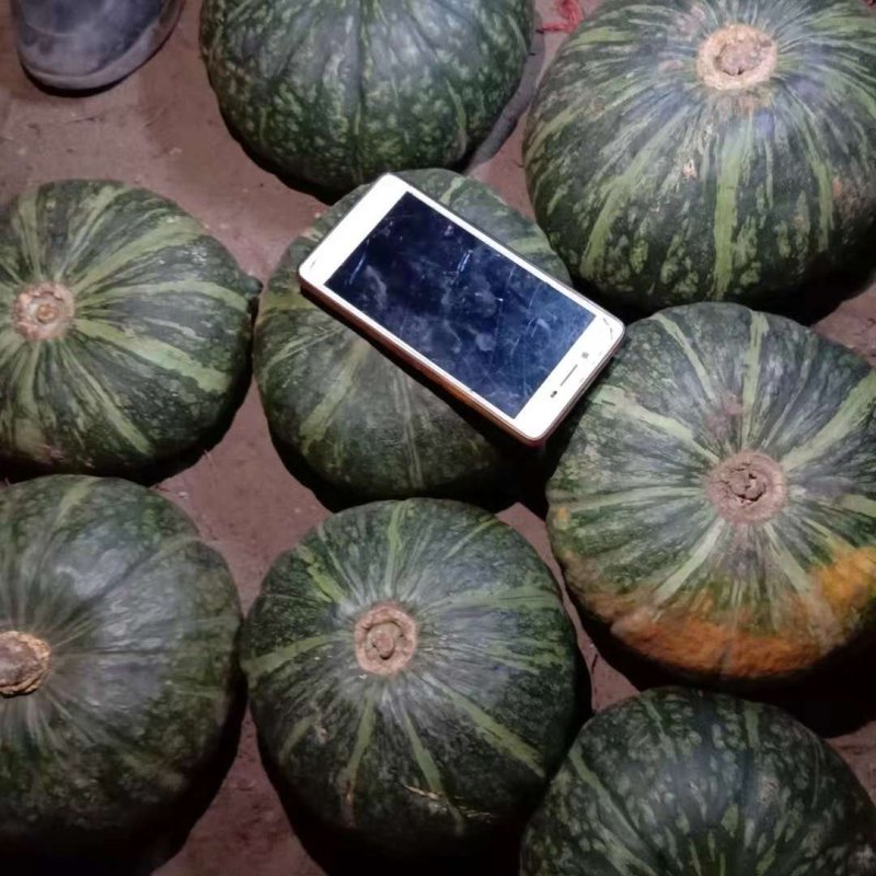 精品板栗南瓜，贝贝南瓜。产地直供。口感好。
