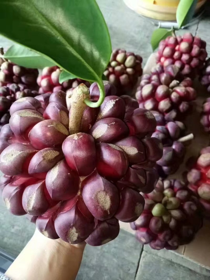 黑老虎（布福娜）苗