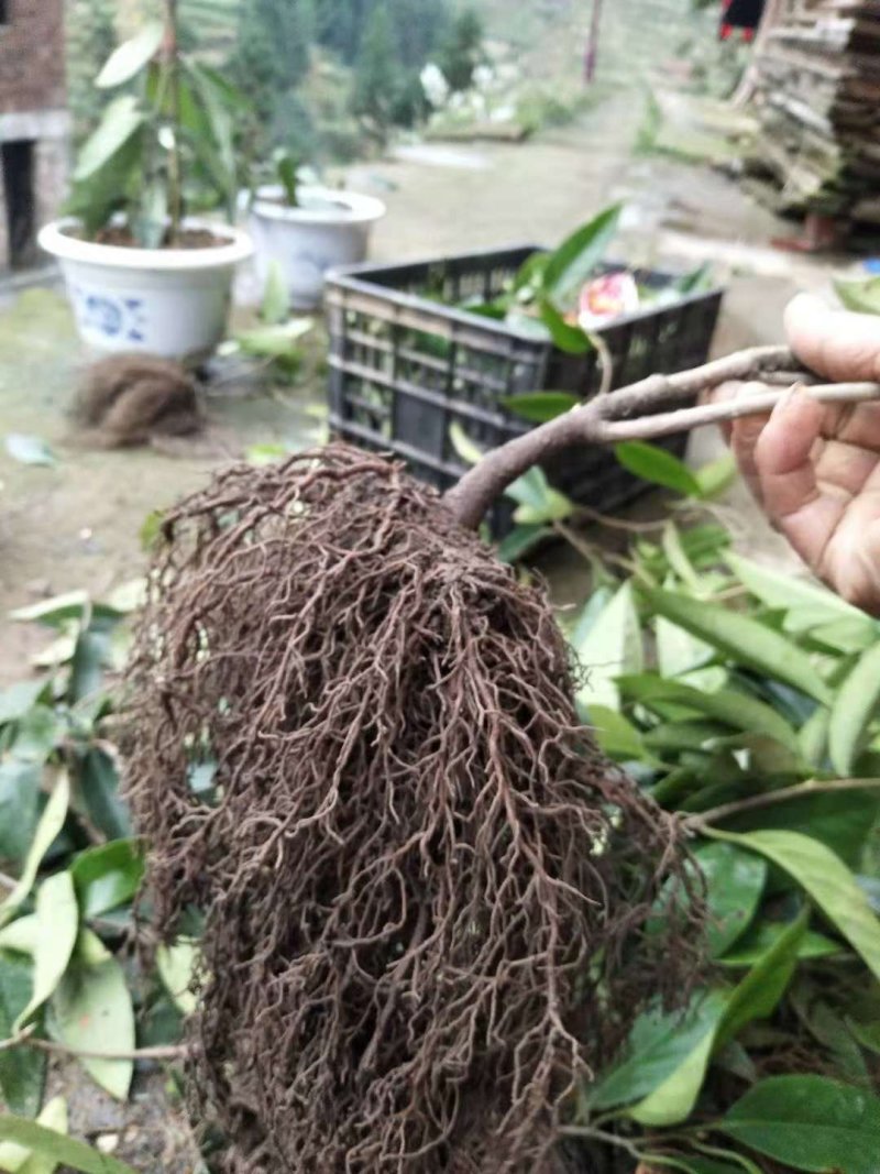 黑老虎（布福娜）苗