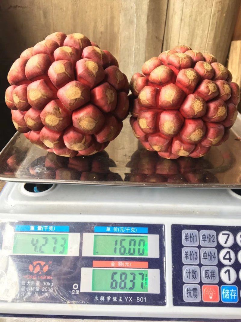 黑老虎（布福娜）苗