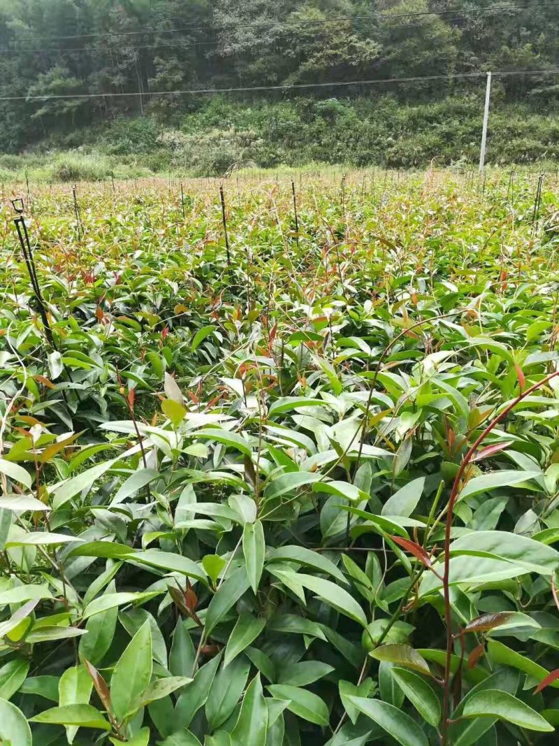 黑老虎（布福娜）苗