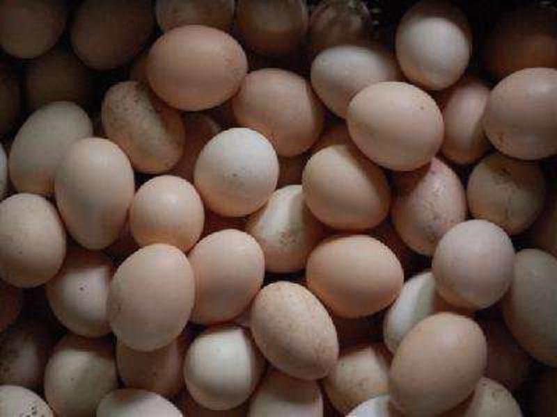农家散养土鸡蛋及土鸡，加紧联系