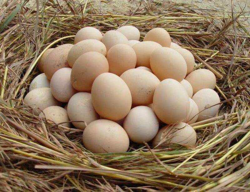 农家散养土鸡蛋及土鸡，加紧联系