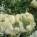 娃娃菜河南鹿邑优质娃娃菜，可视频看货，支持线上交易，欢迎