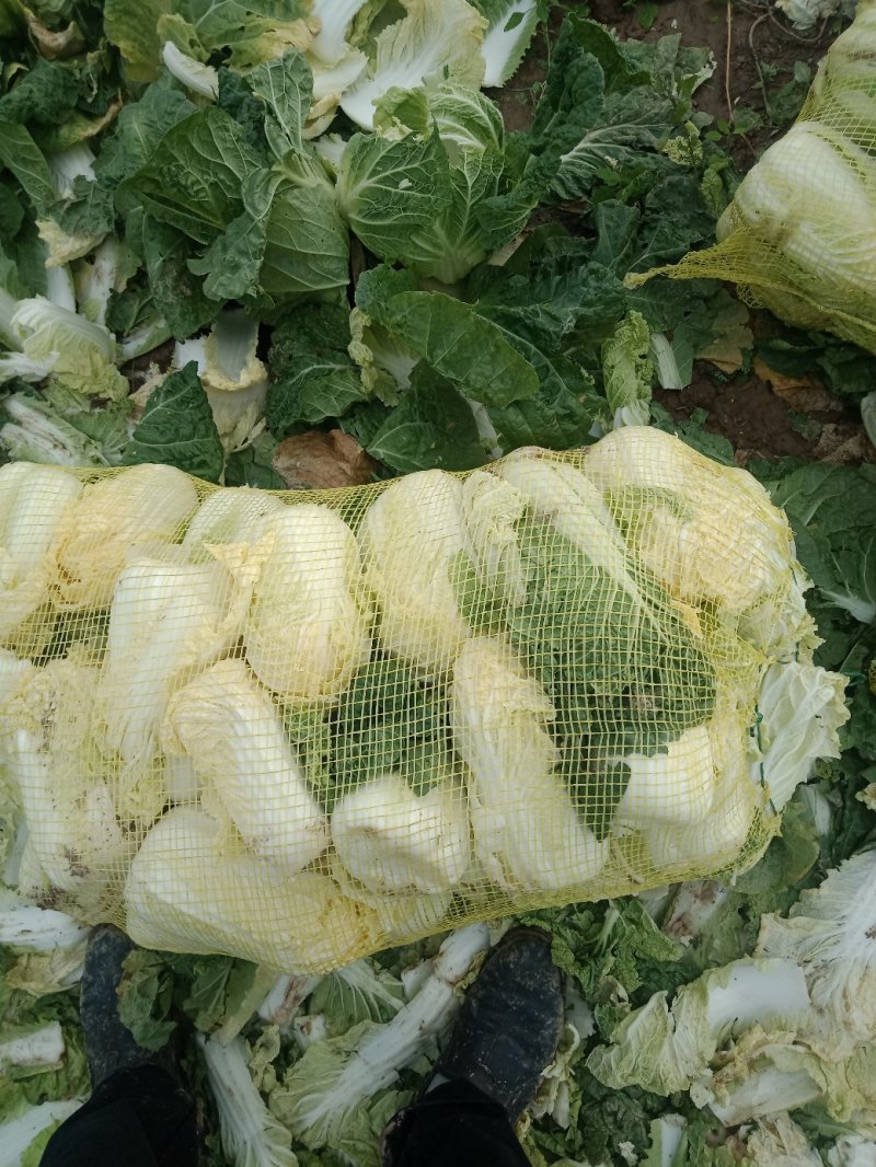 娃娃菜河南鹿邑优质娃娃菜，可视频看货，支持线上交易，欢迎