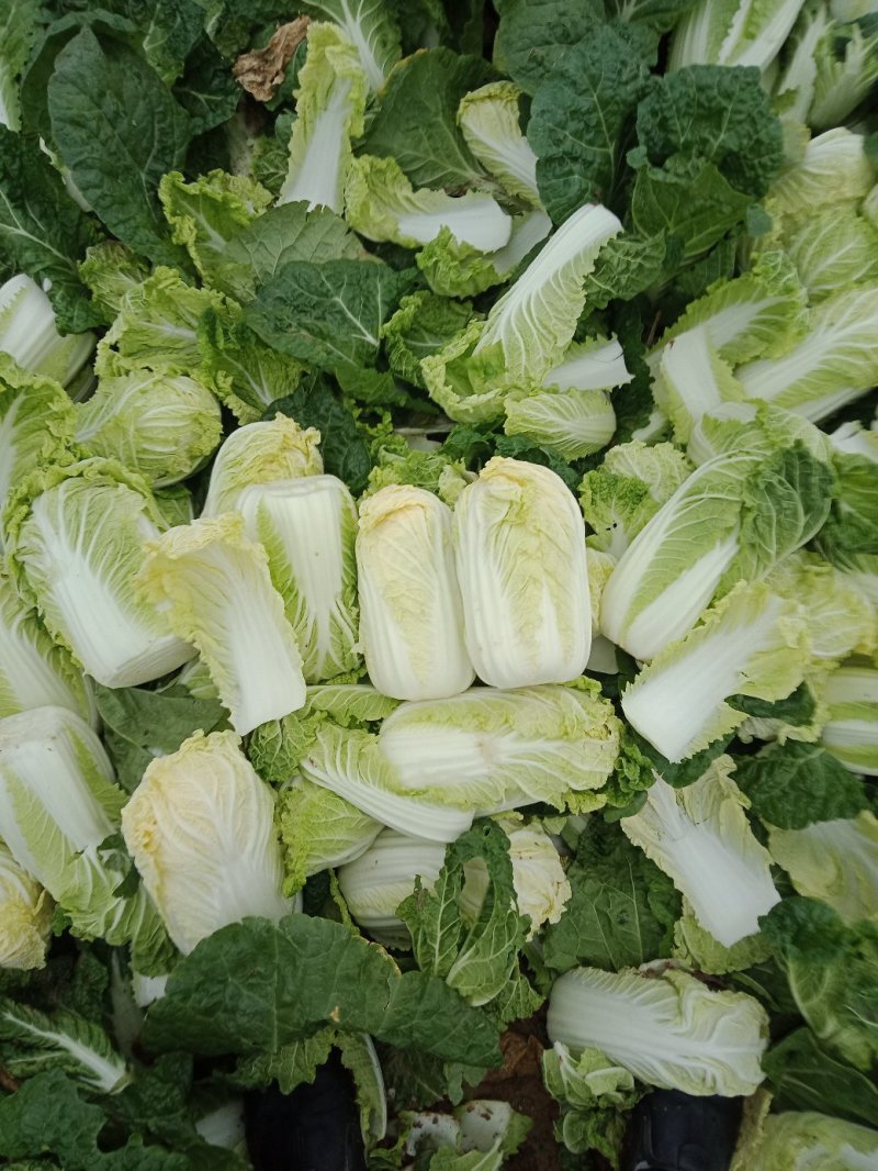 娃娃菜河南鹿邑优质娃娃菜，可视频看货，支持线上交易，欢迎