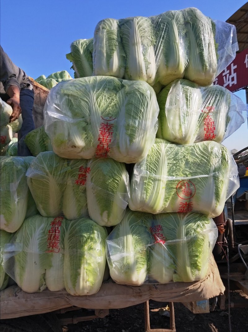 河北玉田大白菜叶绿帮薄皮毛亮，可做各种包装！