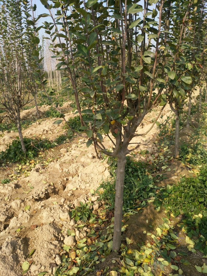 ，西府海棠各规格齐全、绿化占地均可操作