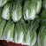 旺旺甘蓝精品小包菜。