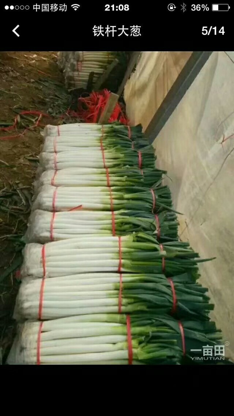 旺旺甘蓝精品小包菜。