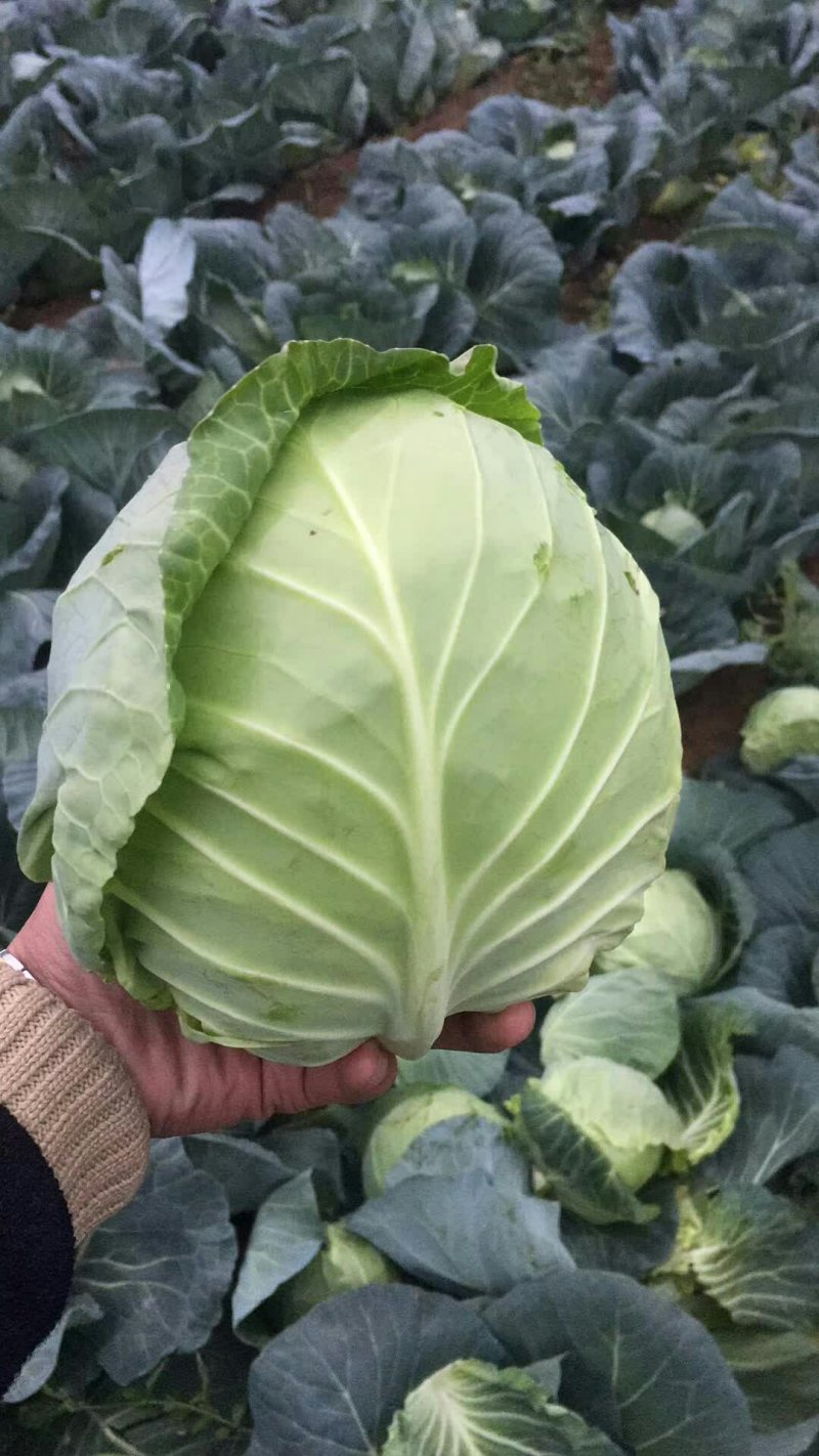 旺旺甘蓝精品小包菜。