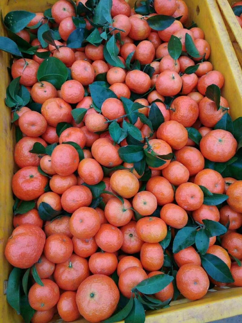 蜜橘大量现货有各种级别货货量充足，也可以产地供应