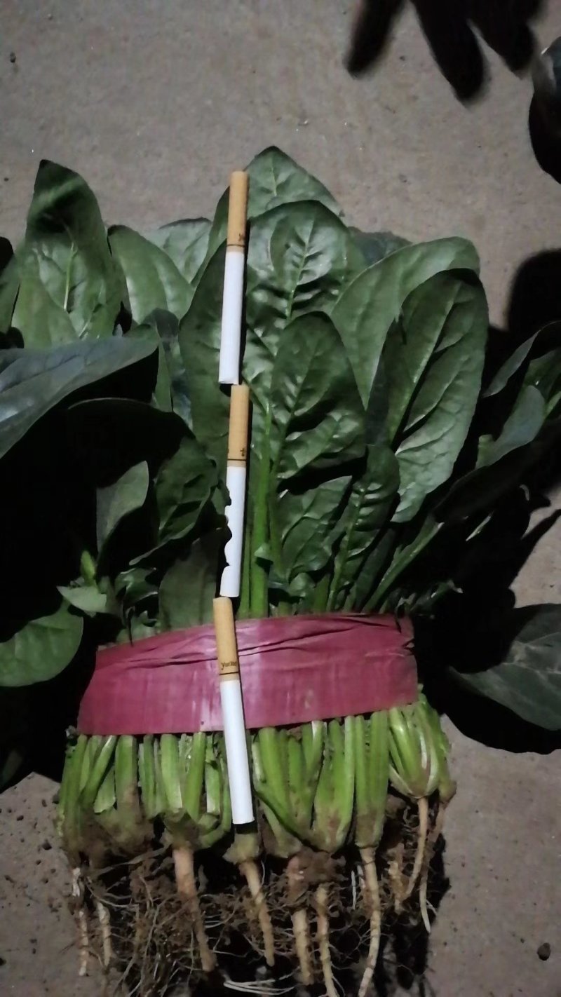 菠菜20~30厘米货量充足产地供应