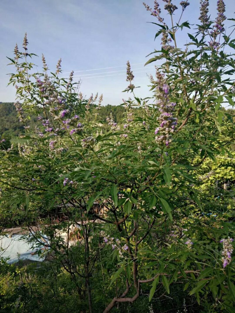 原始森林野花蜜