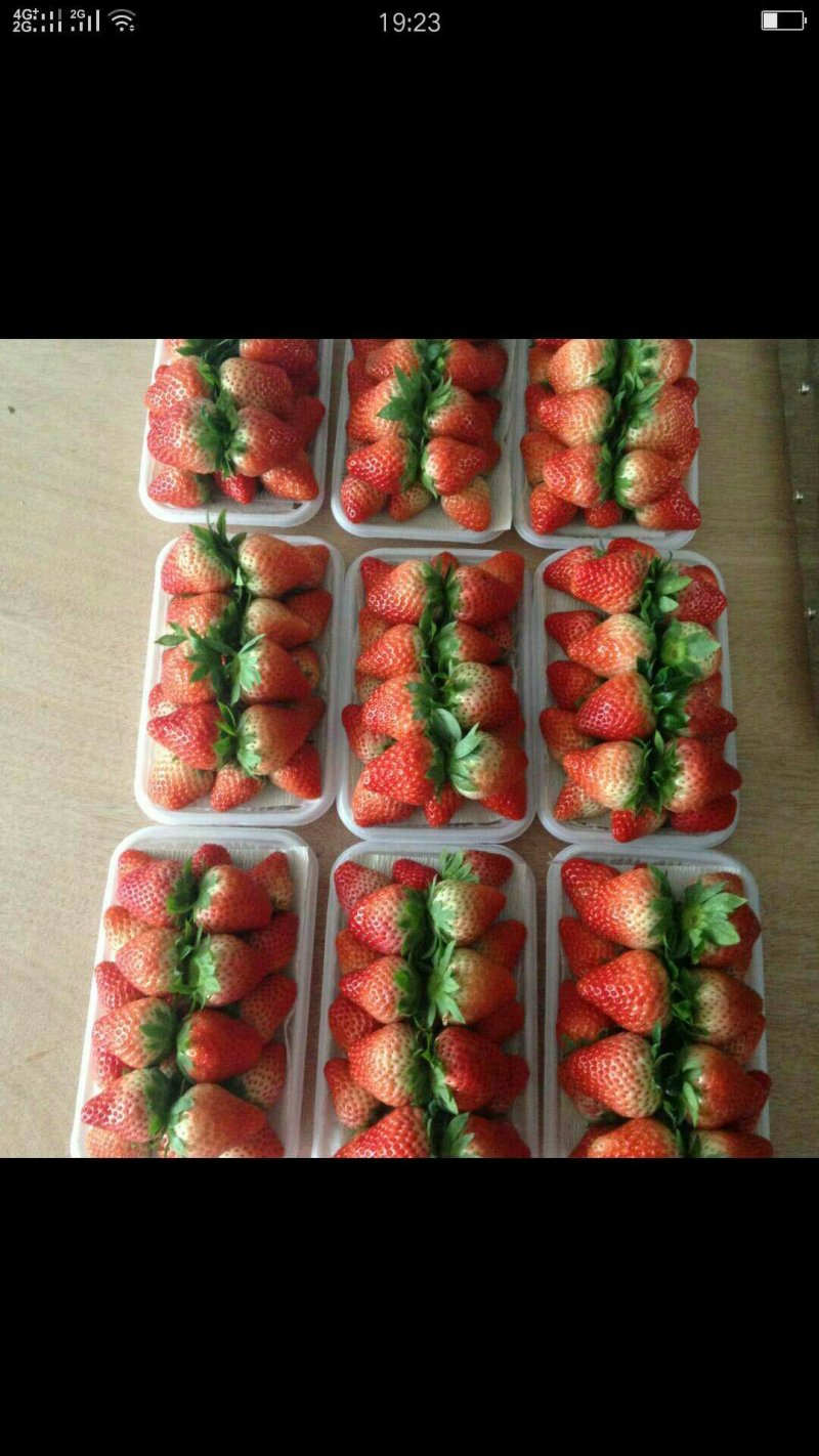 红颜草莓