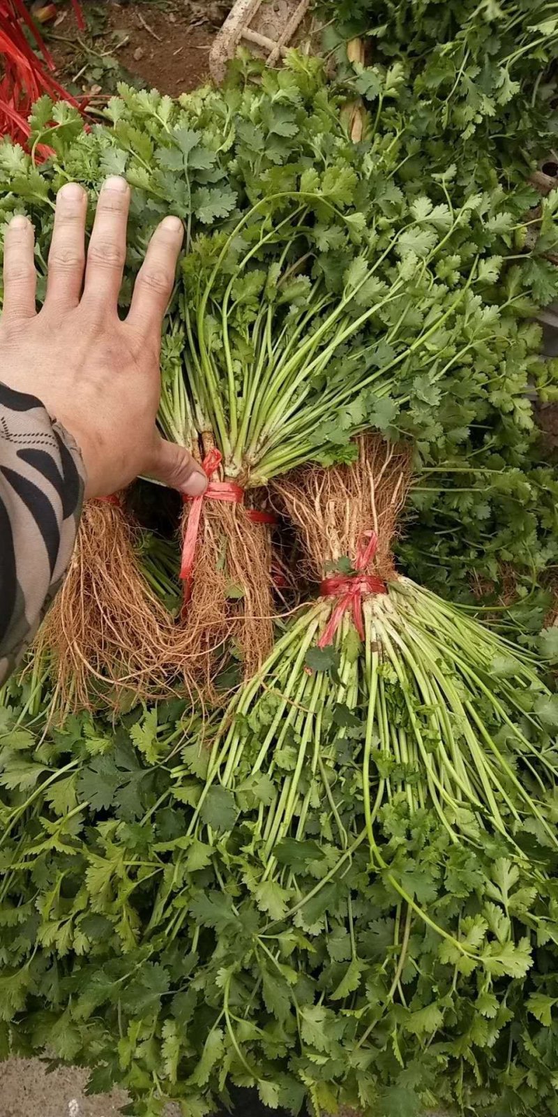 香菜新鲜香菜小叶香菜自家种植，没有中间商差价价格实惠