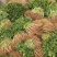 香菜新鲜香菜小叶香菜自家种植，没有中间商差价价格实惠