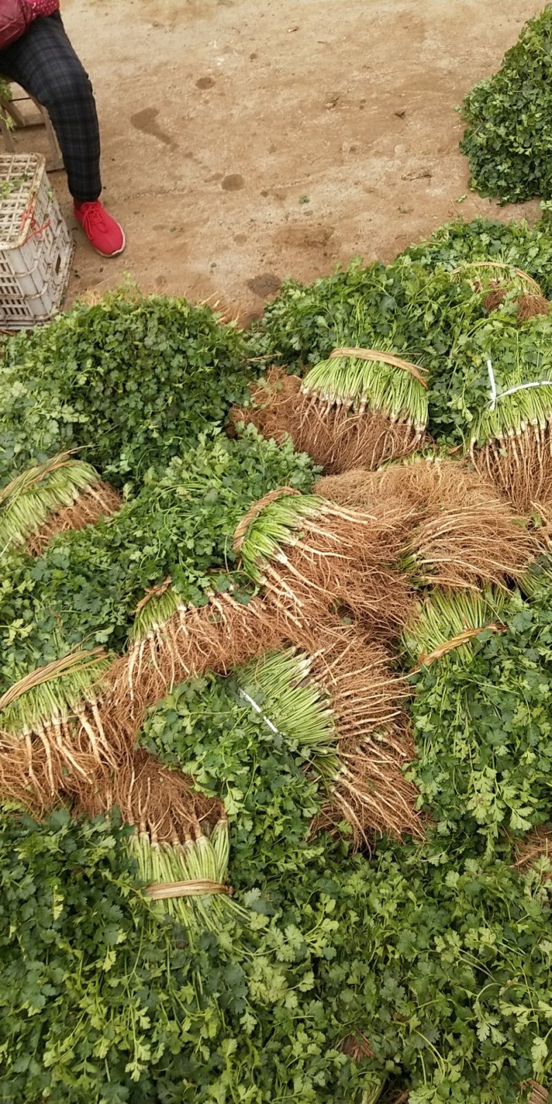 香菜新鲜香菜小叶香菜自家种植，没有中间商差价价格实惠