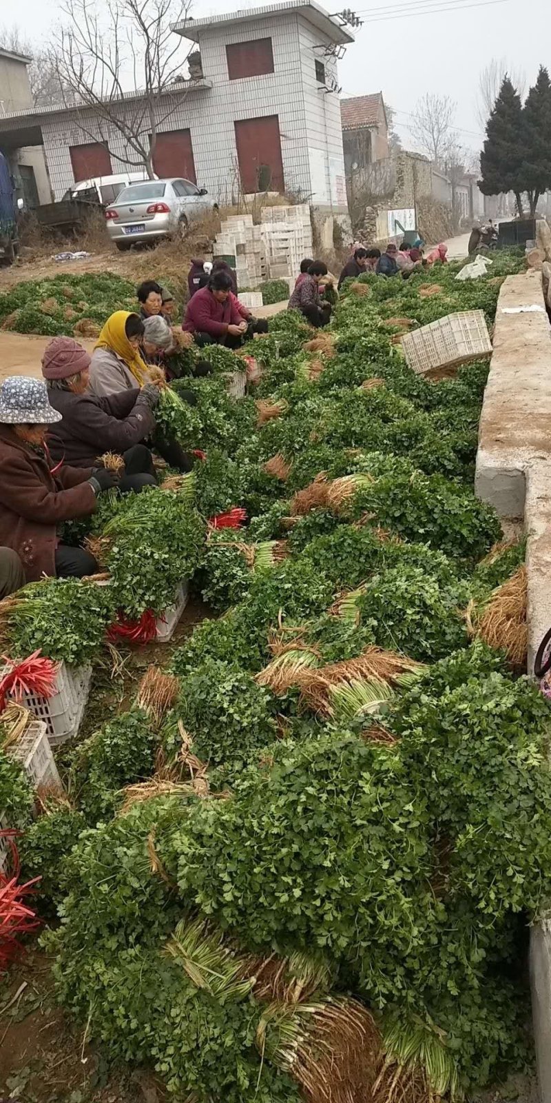香菜新鲜香菜小叶香菜自家种植，没有中间商差价价格实惠