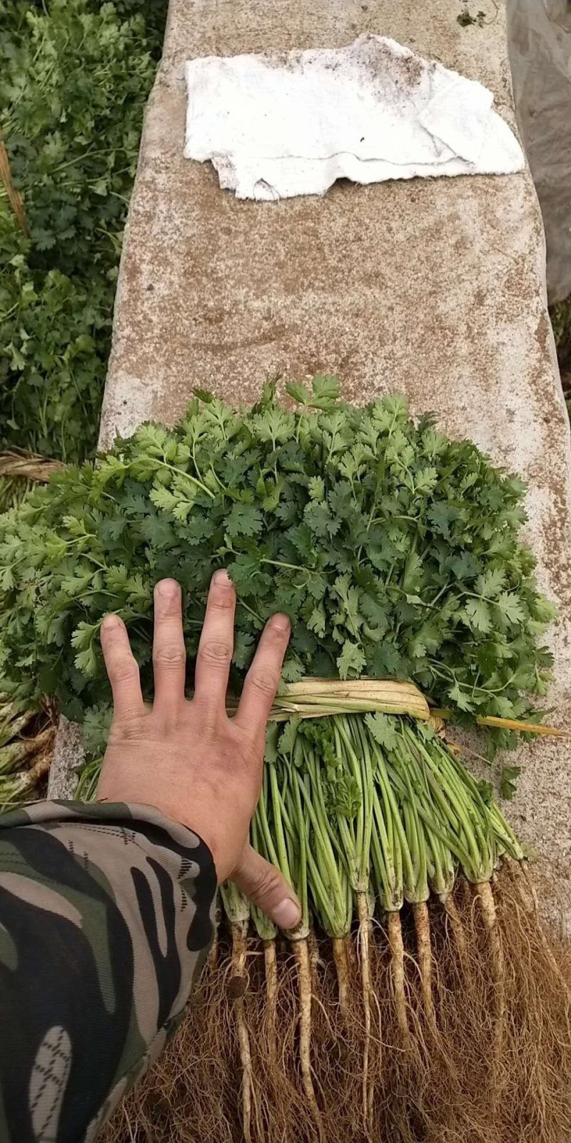 香菜新鲜香菜小叶香菜自家种植，没有中间商差价价格实惠