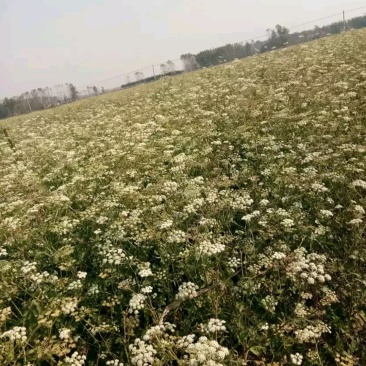 白花前胡种子。质优价廉，质量保证