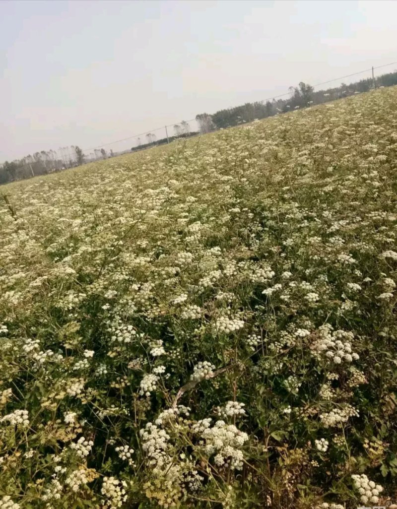 白花前胡种子。质优价廉，质量保证