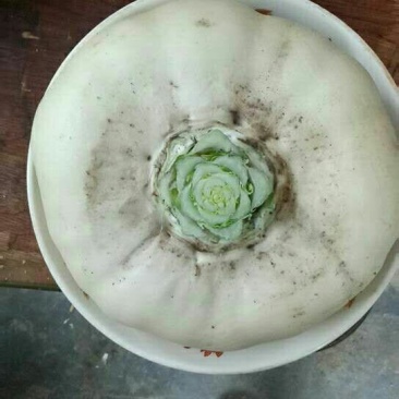 盘菜