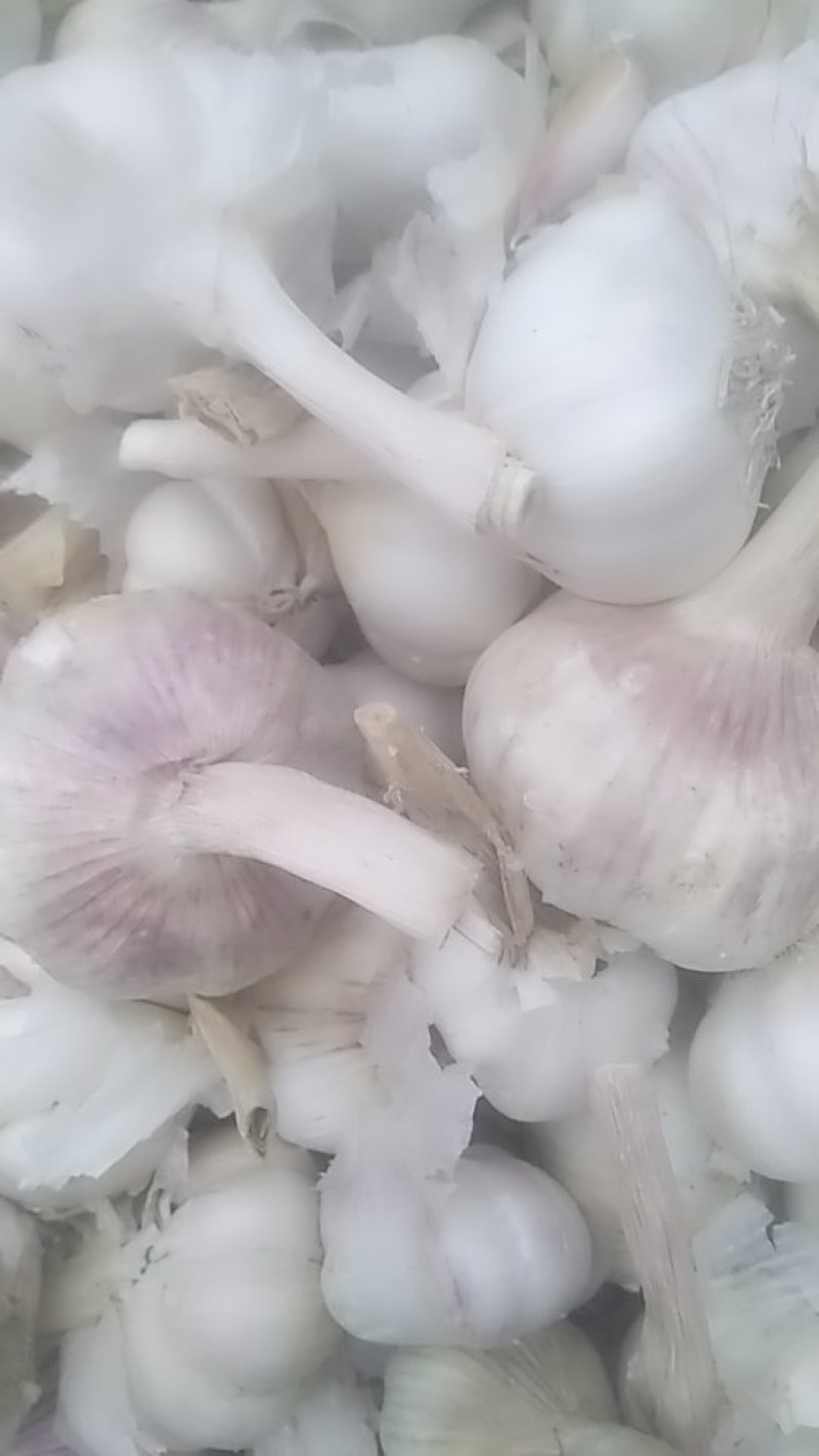 批发大蒜