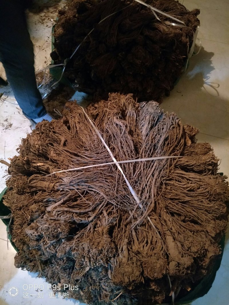 羌活三年生干货100%纯干