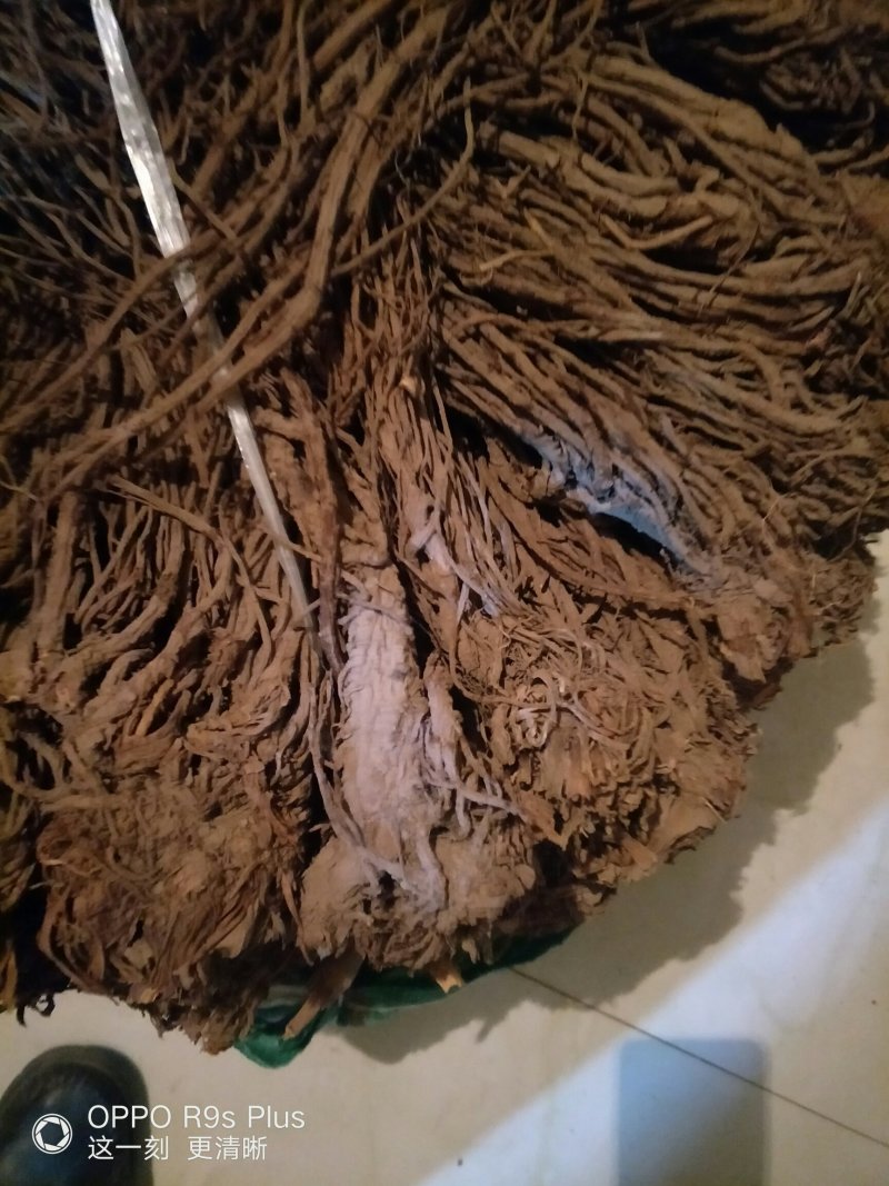 羌活三年生干货100%纯干