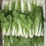 黄心白菜净菜1~2斤